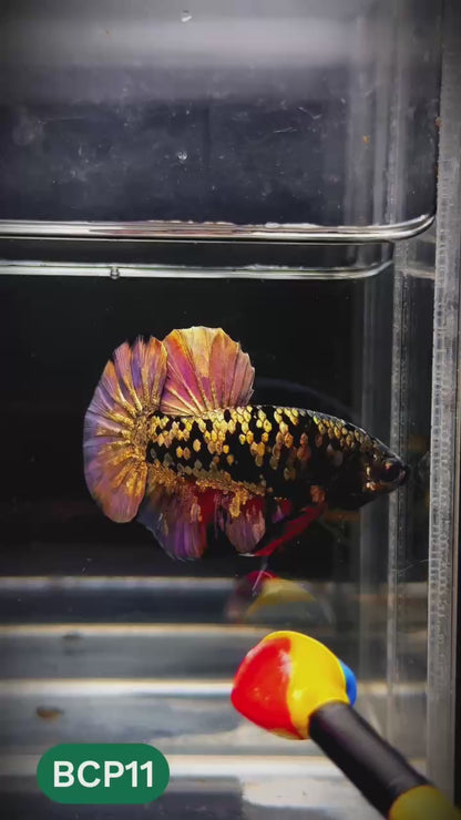 Black Panther Plakat Male Betta Fish | You Pick Fish | Rare Betta
