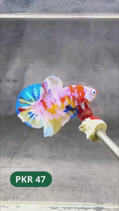 Multicolor Yellow Base Plakat Male Betta Fish | Order Directly From Farm |  You Pick Fish