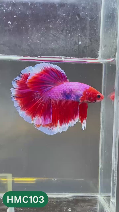 Multicolor Halfmoon Male Betta Fish | Order Directly From Farm | You Pick Fish