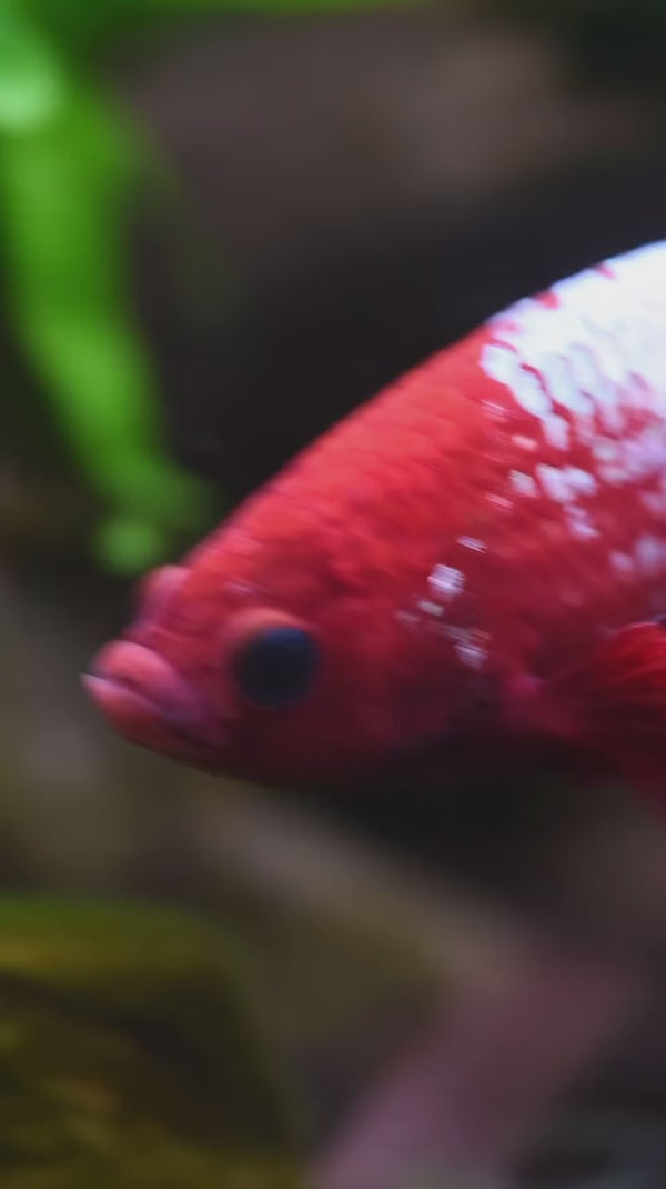 Copper Red Plakat Male Betta Fish — Swimming Video