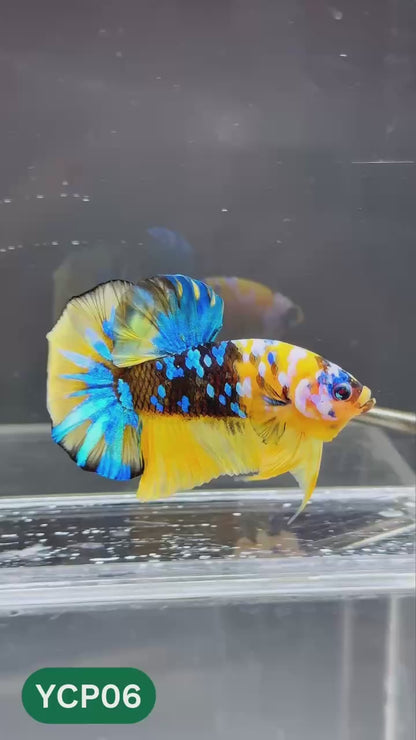 Koi Yellow Plakat Male Betta Fish | Show Grade | You Pick Fish