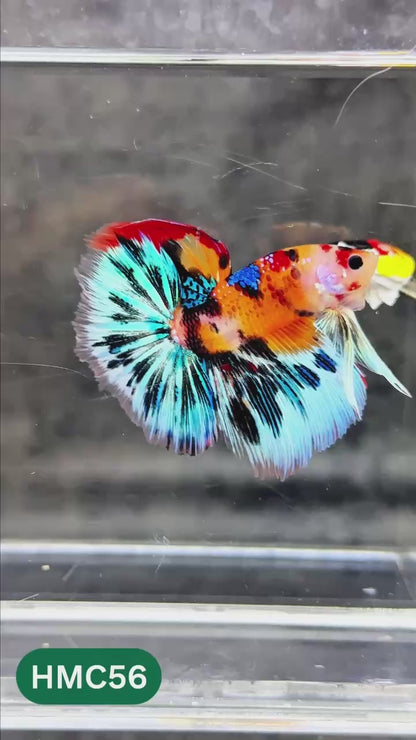 Multicolor Halfmoon Male Betta Fish | High Grade | Order Directly From Farm |  You Pick Fish |