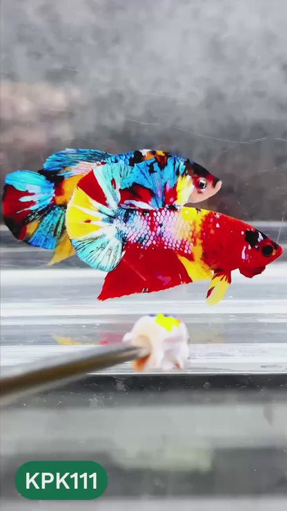Multicolor Yellow Base Plakat Male Betta Fish | Order Directly From Farm |  You Pick Fish