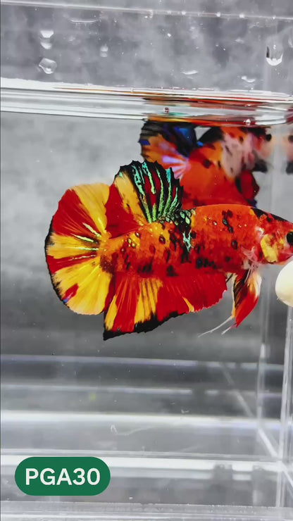 King Giant Plakat Male Betta Fish | You Pick Fish | High Grade