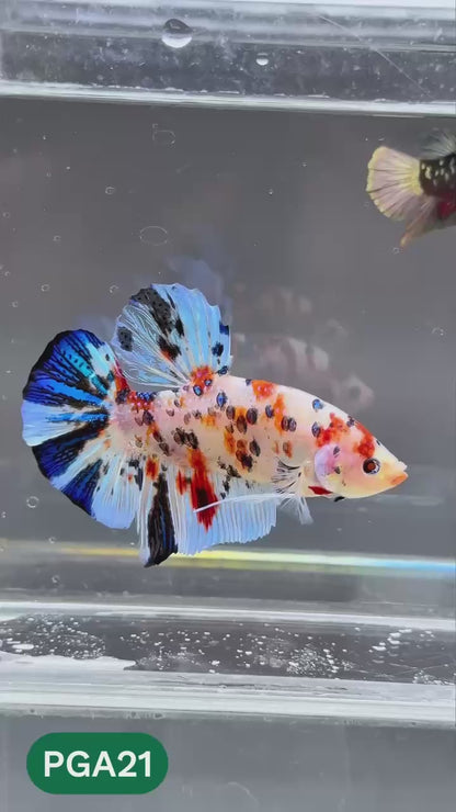 King Giant Plakat Male Betta Fish | You Pick Fish | High Grade