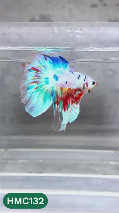 Multicolor Halfmoon Male Betta Fish | High Grade | Order Directly From Farm |  You Pick Fish |