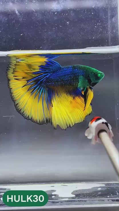 Black Hulk Halfmoon Male Betta Fish | You Pick Fish