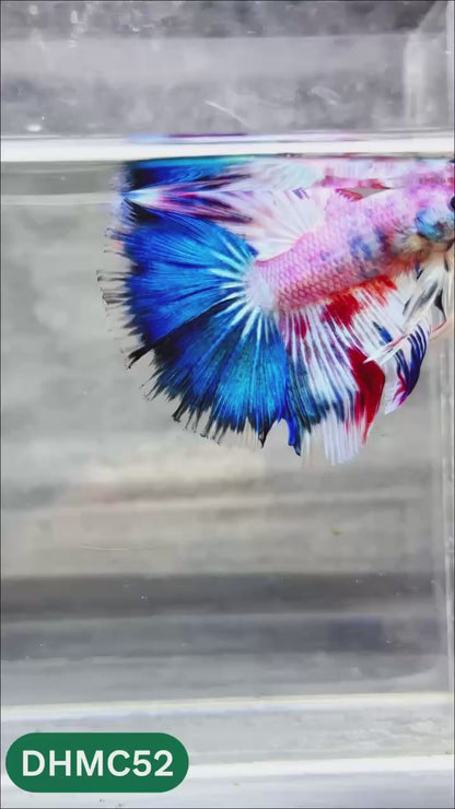 Multicolor Halfmoon Male Betta Fish | Order Directly From Farm | You Pick Fish