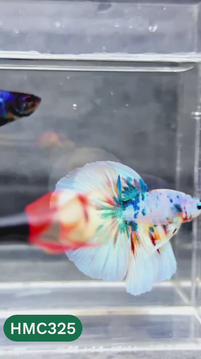 Multicolor Halfmoon Male Betta Fish | High Grade | Order Directly From Farm |  You Pick Fish |