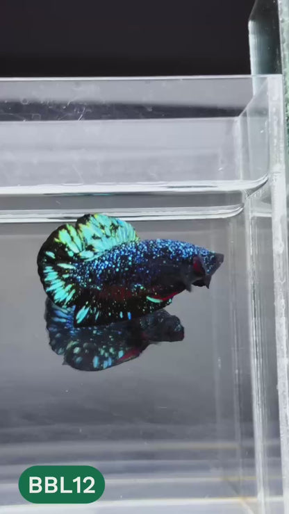 Black Star Nebula Plakat Male Betta | You Pick Betta | High Grade