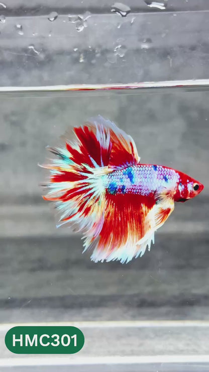 Multicolor Halfmoon Male Betta Fish | High Grade | Order Directly From Farm |  You Pick Fish |