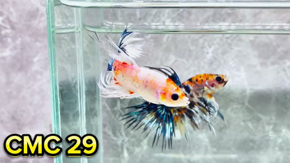 Crowntail Multicolor Male Betta Fish | High Grade | You Pick Fish |