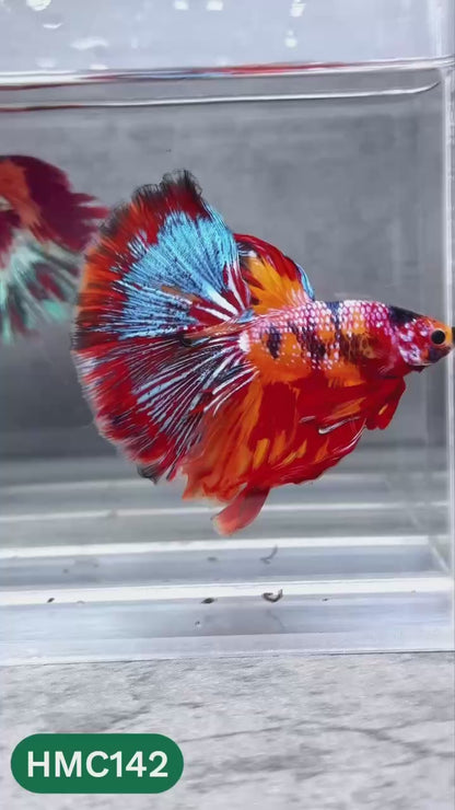 Multicolor Halfmoon Male Betta Fish | High Grade | Order Directly From Farm |  You Pick Fish |