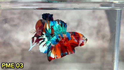 Metallic Plakat Betta Fish | You Pick Betta | Show Grade