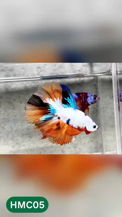 Multicolor Halfmoon Male Betta Fish | High Grade | Order Directly From Farm |  You Pick Fish |
