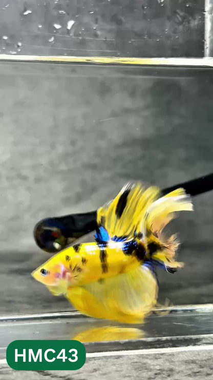 Multicolor Halfmoon Male Betta Fish | Order Directly From Farm | You Pick Fish
