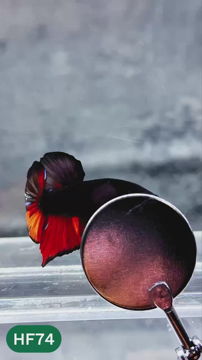 Dark Flame Hellfire Plakat Male Betta Fish | You Pick Fish | Exotic Betta
