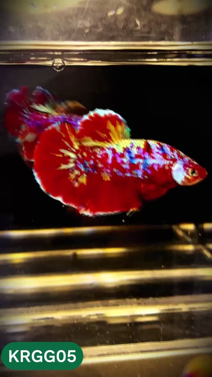Golden Star Dust Galaxy Plakat Male Betta Fish | Super Rare | You Pick Fish