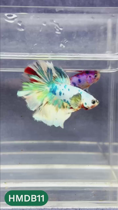 Dumbo Koi Nemo Halfmoon Male Betta | You Pick Fish