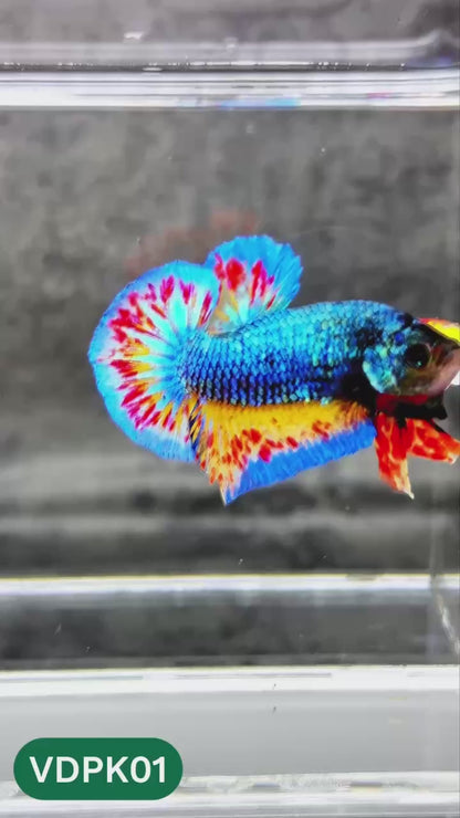 Vanda Plakat Male Betta Fish | You Pick Fish | Exotic Betta