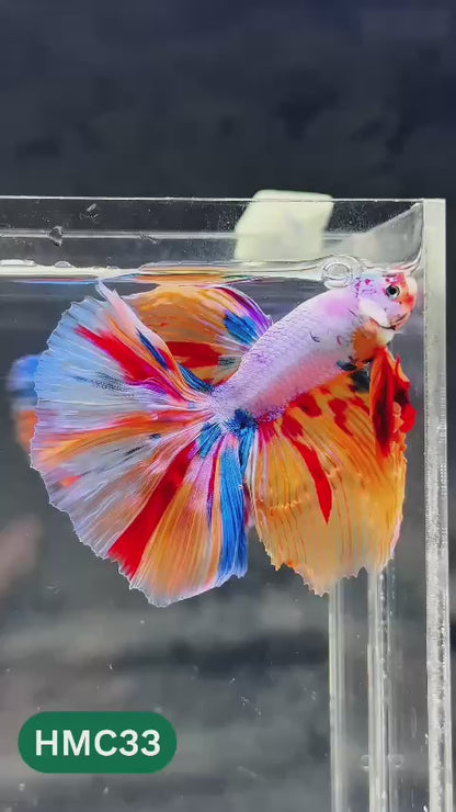 Multicolor Halfmoon Male Betta Fish | Order Directly From Farm | You Pick Fish