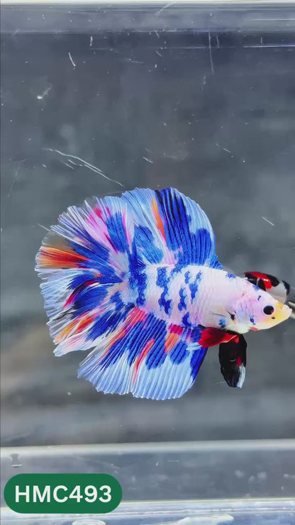 Multicolor Halfmoon Male Betta Fish | High Grade | Order Directly From Farm |  You Pick Fish |