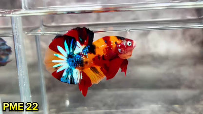 Metallic Plakat Betta Fish | You Pick Betta | Show Grade