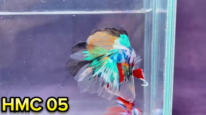 Multicolor Halfmoon Male Betta Fish | High Grade | Order Directly From Farm|  You Pick Fish |