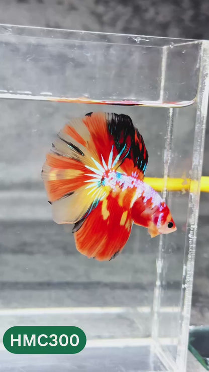 Multicolor Halfmoon Male Betta Fish | High Grade | Order Directly From Farm |  You Pick Fish |