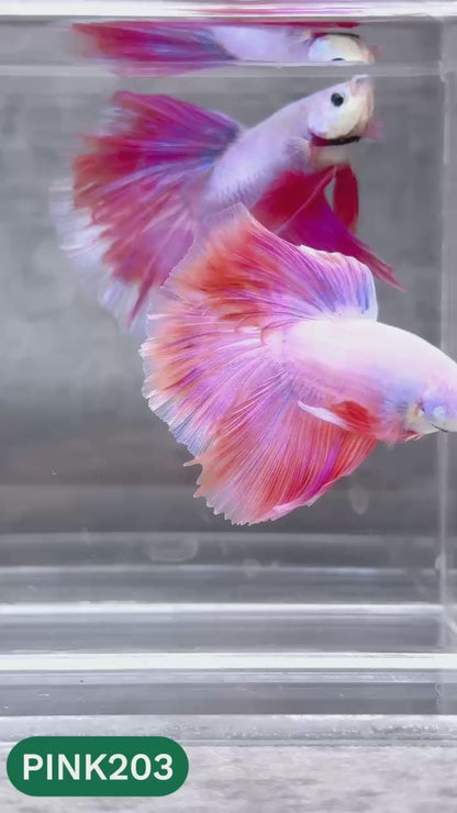 Pink Halfmoon Male Betta Fish | You Pick Fish | Order Directly From Farm