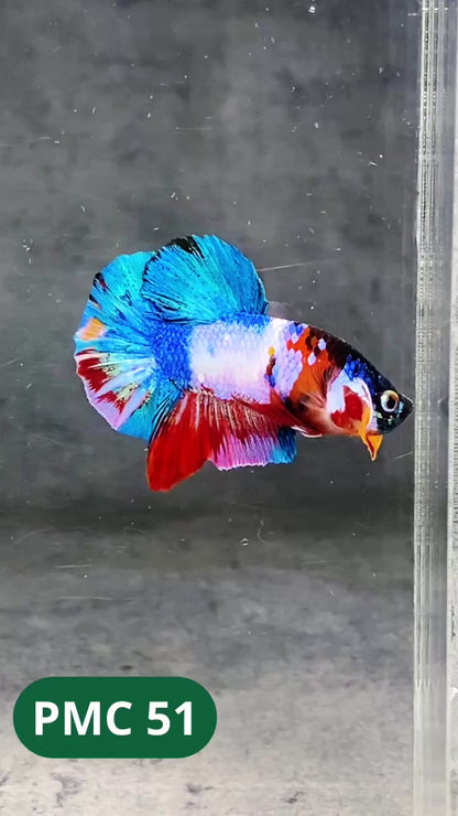 Multicolor Plakat Male Betta Fish |Show Grade|  You Pick Fish