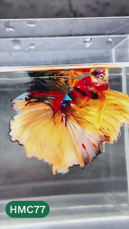 Nemo Halfmoon Male Betta Fish | Order Directly From Farm | You Pick Fish