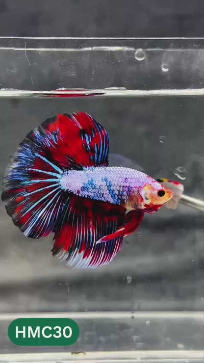 Multicolor Halfmoon Male Betta Fish | Order Directly From Farm | You Pick Fish