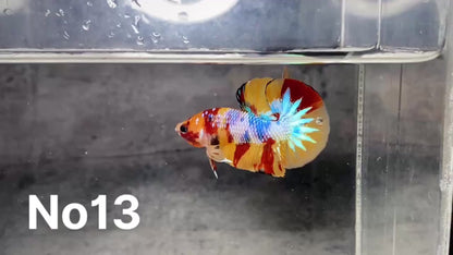 Multicolor Plakat Male Betta Fish |Show Grade|  You Pick Fish