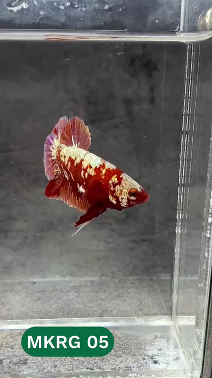 Golden Star Dust Galaxy Plakat Male Betta Fish | Super Rare | You Pick Fish