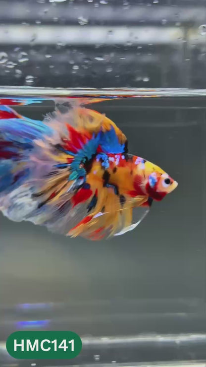 Multicolor Halfmoon Male Betta Fish | Order Directly From Farm | You Pick Fish