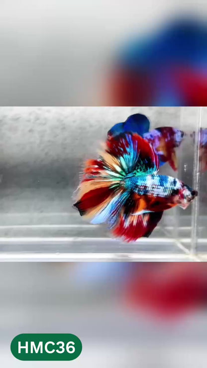 Multicolor Halfmoon Male Betta Fish | High Grade | Order Directly From Farm |  You Pick Fish |