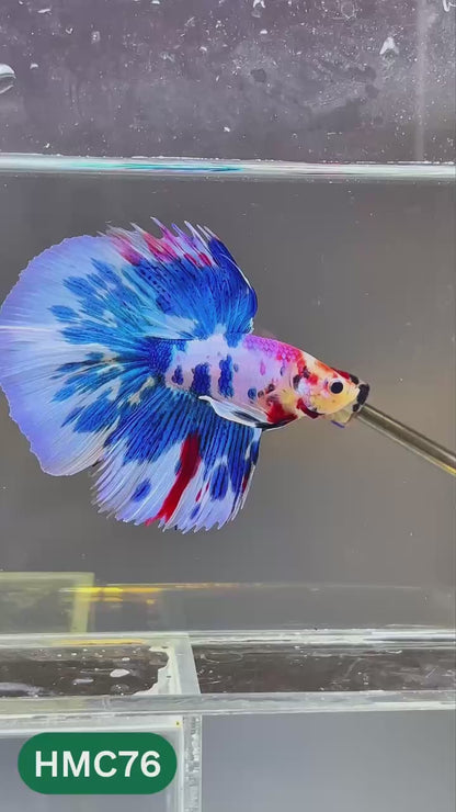 Multicolor Halfmoon Male Betta Fish | High Grade | Order Directly From Farm |  You Pick Fish |