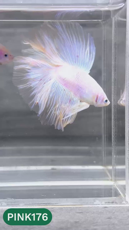 Pink Halfmoon Male Betta Fish | You Pick Fish | Order Directly From Farm