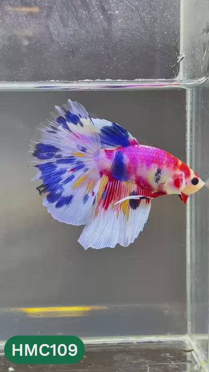 Multicolor Halfmoon Male Betta Fish | Order Directly From Farm | You Pick Fish