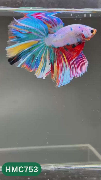 Multicolor Halfmoon Male Betta Fish | High Grade | Order Directly From Farm |  You Pick Fish |