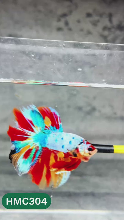 Multicolor Halfmoon Male Betta Fish | High Grade | Order Directly From Farm |  You Pick Fish |