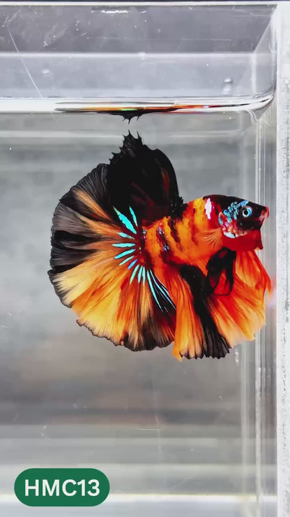 Multicolor Halfmoon Male Betta Fish | High Grade | Order Directly From Farm |  You Pick Fish |