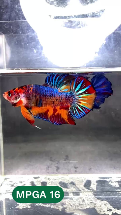 King Giant Plakat Male Betta Fish | You Pick Fish | High Grade