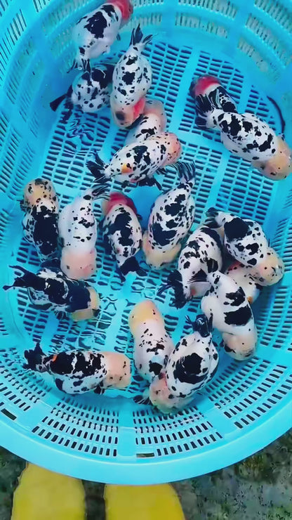 Milk Cow Ranchu Goldfish 3-4 Inches | Grower Pick | AAA Grade