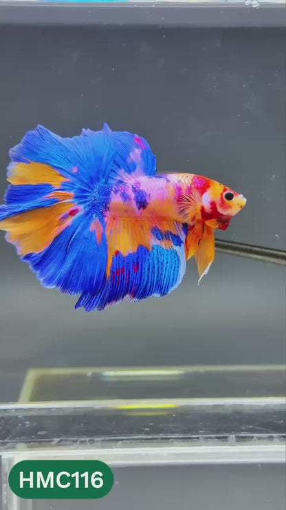 Multicolor Halfmoon Male Betta Fish | Order Directly From Farm | You Pick Fish