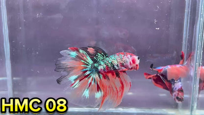 Multicolor Halfmoon Male Betta Fish | High Grade | Order Directly From Farm|  You Pick Fish |