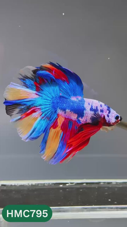 Nemo Halfmoon Male Betta Fish | Order Directly From Farm | You Pick Fish