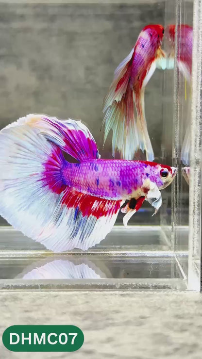 Multicolor Halfmoon Male Betta Fish | High Grade | Order Directly From Farm |  You Pick Fish |