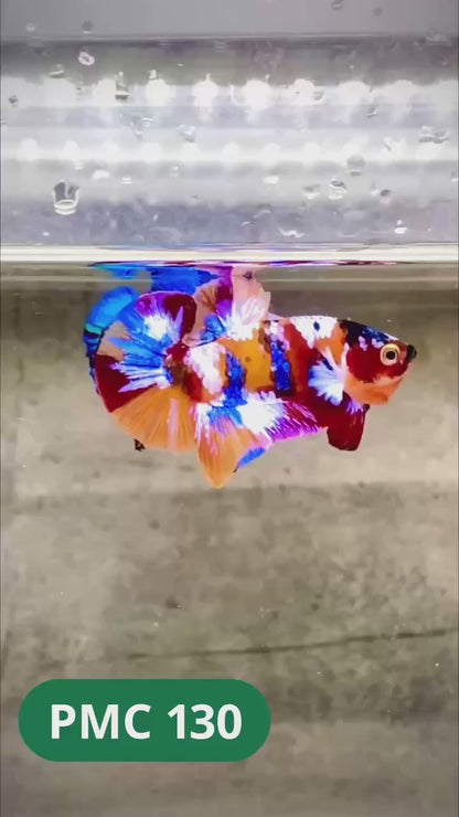 Multicolor Plakat Male Betta Fish |Show Grade|  You Pick Fish